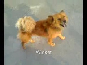 Wicket-06